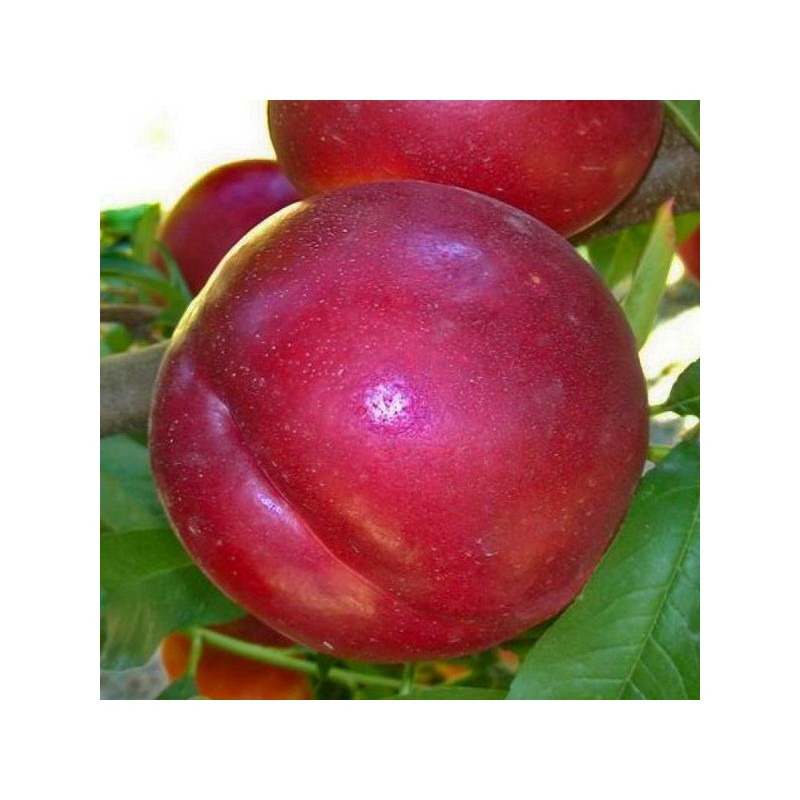 Nettarina Venus - Prunus Persica Venus - Albero - Vaso 24 cm - H 150/170 - C 8/10